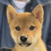 柴犬(標準サイズ)