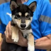 柴犬(標準サイズ)
