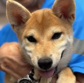 柴犬