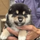 柴犬(標準サイズ)