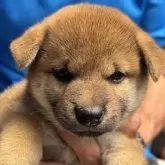 柴犬(標準サイズ)