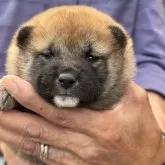 柴犬(標準サイズ)