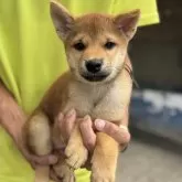 柴犬(標準サイズ)