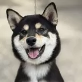 柴犬(標準サイズ)【三重県・女の子・2025年5月15日・黒】の写真1「いい毛色です」