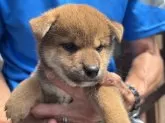 柴犬(標準サイズ)【三重県・男の子・2025年7月18日・赤】の写真2