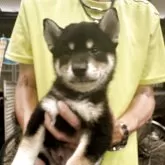 柴犬(標準サイズ)【三重県・男の子・2025年5月15日・黒柴】の写真3
