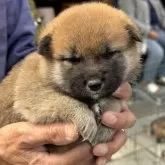 柴犬(標準サイズ)【三重県・男の子・2025年5月1日・赤毛】の写真3