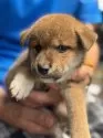 柴犬(標準サイズ)【三重県・男の子・2025年7月18日・赤】の写真4