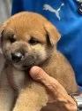柴犬(標準サイズ)【三重県・男の子・2025年7月24日・赤】の写真4