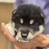 柴犬(標準サイズ)【三重県・男の子・2025年5月15日・黒柴】の写真4
