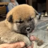 柴犬(標準サイズ)【三重県・男の子・2025年5月1日・赤毛】の写真4