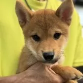 柴犬(標準サイズ)【三重県・男の子・2025年7月18日・赤】の写真4