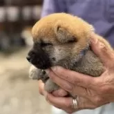 柴犬(標準サイズ)【三重県・男の子・2025年5月1日・赤毛】の写真6
