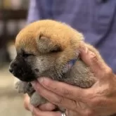 柴犬(標準サイズ)【三重県・男の子・2025年5月1日・赤毛】の写真7