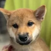 柴犬(標準サイズ)【三重県・男の子・2025年7月24日・赤】の写真7