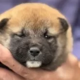 柴犬(標準サイズ)【三重県・女の子・2025年5月1日・赤毛】の写真7