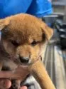 柴犬(標準サイズ)【三重県・男の子・2025年7月18日・赤】の写真8