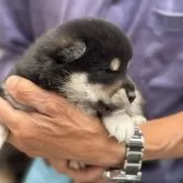 柴犬(標準サイズ)【三重県・男の子・2025年5月15日・黒柴】の写真8