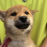 柴犬(標準サイズ)【三重県・男の子・2025年7月24日・赤】の写真8