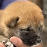 柴犬(標準サイズ)【三重県・女の子・2025年5月1日・赤毛】の写真9