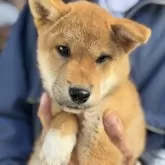 柴犬(標準サイズ)【三重県・男の子・2025年7月18日・赤】の写真5