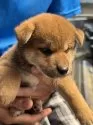 柴犬(標準サイズ)【三重県・男の子・2025年7月18日・赤】の写真9