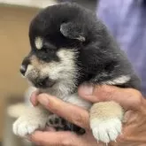 柴犬(標準サイズ)【三重県・女の子・2025年5月15日・黒】の写真9