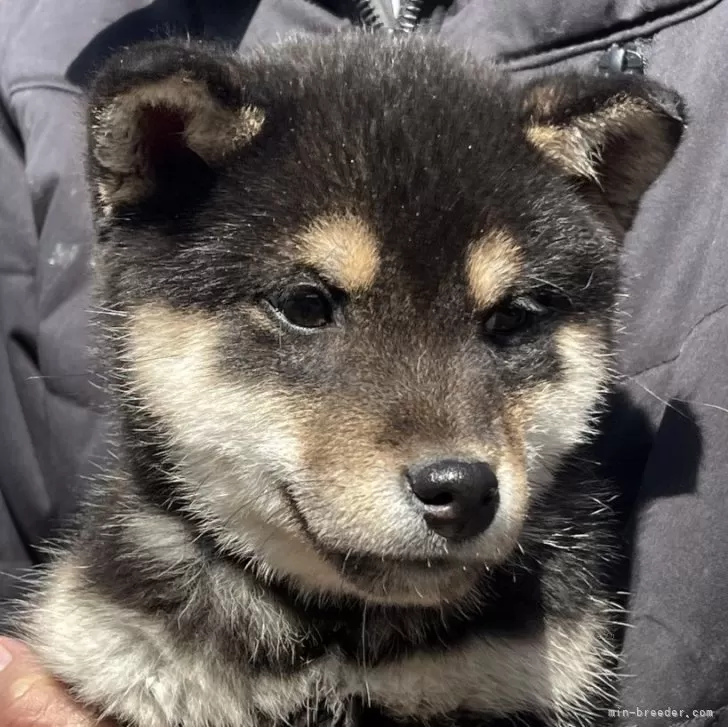 ID:2401-07165の子犬