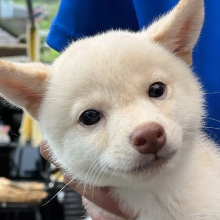 ID:2308-02803の子犬