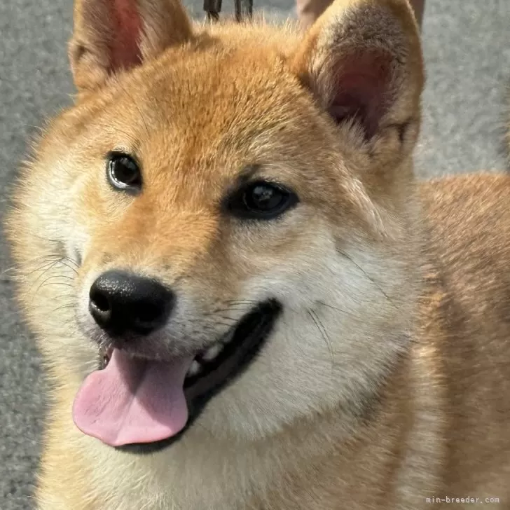 Sakuranbo 様のお迎えした子犬