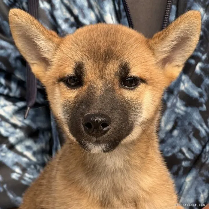 ID:2308-02799の子犬