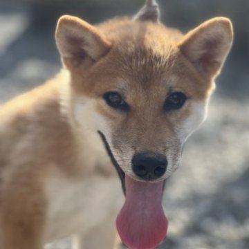 柴犬(標準サイズ)【三重県・男の子・2023年3月22日・赤】の写真「126日目4.7kg体高25cm小柄で元気な子」