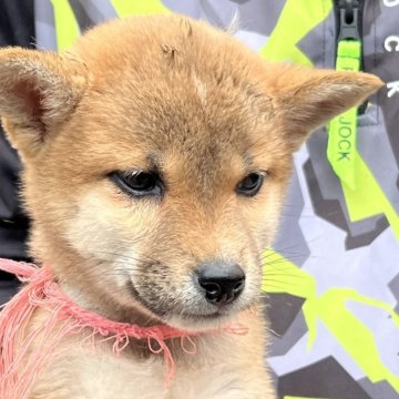 柴犬(標準サイズ)【三重県・女の子・2024年3月7日・赤毛】の写真「そろそろお迎え頃、大人しい、小柄な子です😊」