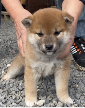 柴犬(標準サイズ)【三重県・男の子・2022年1月15日・赤】の写真「先天的後脚指先全欠損ですが生命的病気なし獣医の診断」