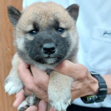 柴犬(標準サイズ)【三重県・男の子・2022年4月17日・赤】の写真「全国2席の父親似の男の子」