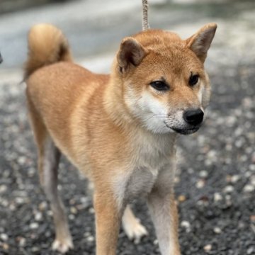 柴犬(標準サイズ)【三重県・男の子・2023年1月27日・赤】の写真「大会に出場の為に育ててた大人しい子で飼いやすい！」