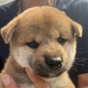 柴犬(標準サイズ)【三重県・男の子・2022年8月17日・赤】の写真「良血統！おすすめ犬で骨格もよく人懐っこい！」