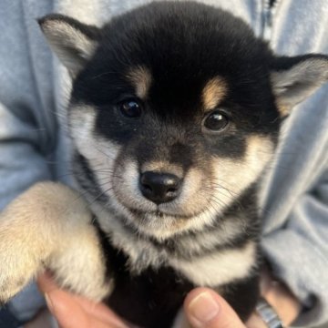 柴犬(標準サイズ)【三重県・女の子・2023年1月12日・黒】の写真「黒柴の毛の色合いが素晴らしい！人懐っこい女の子」
