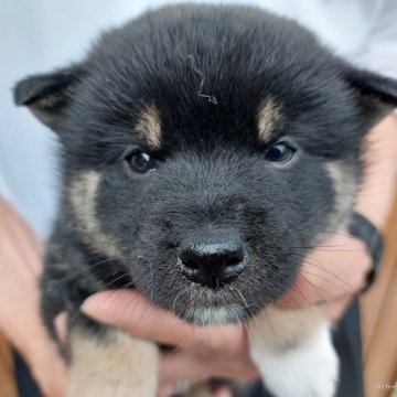 柴犬(標準サイズ)【三重県・男の子・2022年4月14日・黒】の写真「可愛い目が特徴のたぬき顔男の子です」