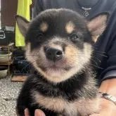 柴犬(標準サイズ)【三重県・女の子・2023年7月10日・黒】の写真1「目はパッチリ👀」