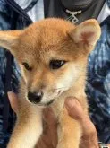柴犬(標準サイズ)【三重県・女の子・2023年6月27日・赤】の写真3「大人しく人好き」