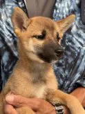 柴犬(標準サイズ)【三重県・女の子・2023年6月27日・赤】の写真3