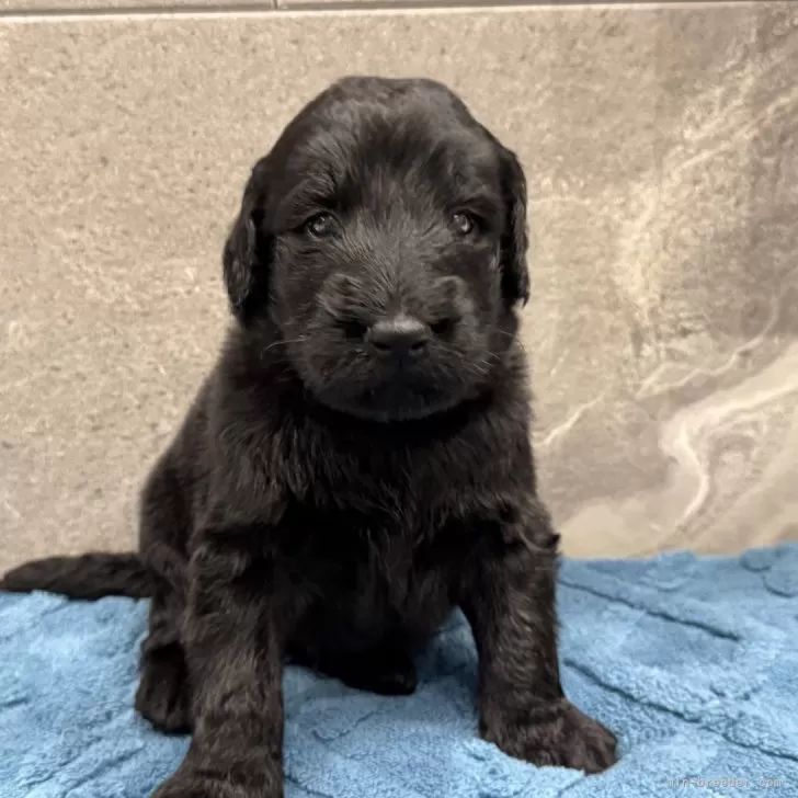 フラットコーテッドレトリバー【静岡県・男の子・2025年10月31日・ブラック】の写真1