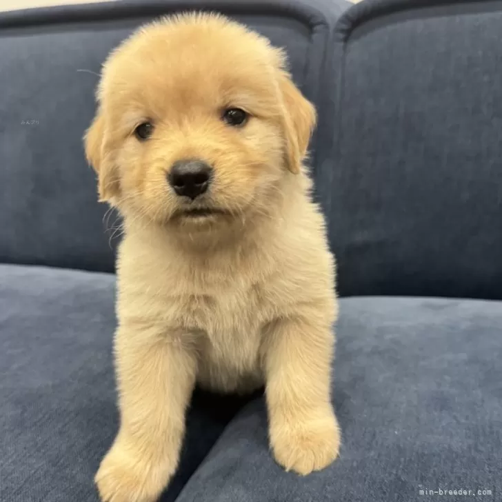 Y.K 様のお迎えした子犬