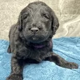 フラットコーテッドレトリバー