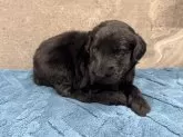 フラットコーテッドレトリバー【静岡県・男の子・2025年10月31日・ブラック】の写真2