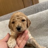 ミディアムプードル