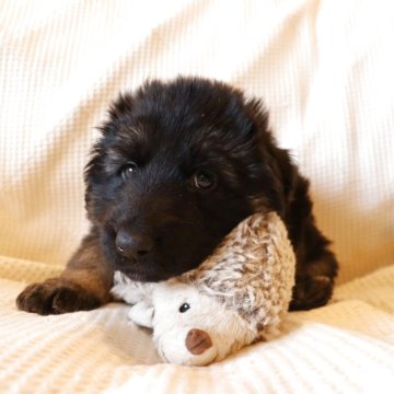 ジャーマン・シェパード・ドッグ【兵庫県・男の子・2025年2月21日・ブラックタン】の写真「長毛のシェパード✨
おっとりした男の子」