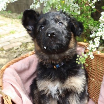 ジャーマン・シェパード・ドッグ【兵庫県・女の子・2024年2月18日・ブラックタン】の写真「長毛のシェパード✨
ほわほわしたおっとり女の子」