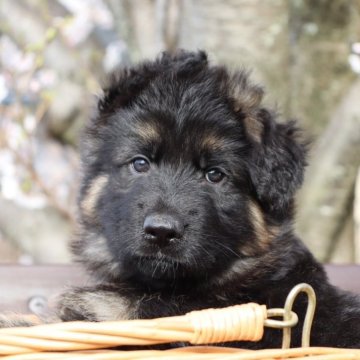 ジャーマン・シェパード・ドッグ【兵庫県・男の子・2024年2月18日・ブラックタン】の写真「長毛のシェパード✨
黒が多めのスマートな男の子」